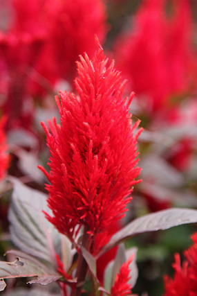 ���ڻ�����