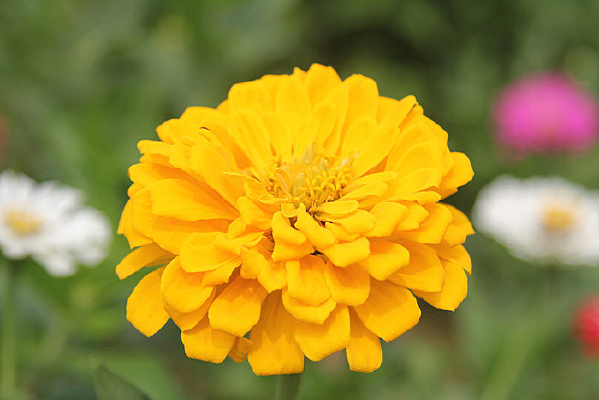 ʢ�������پջ���