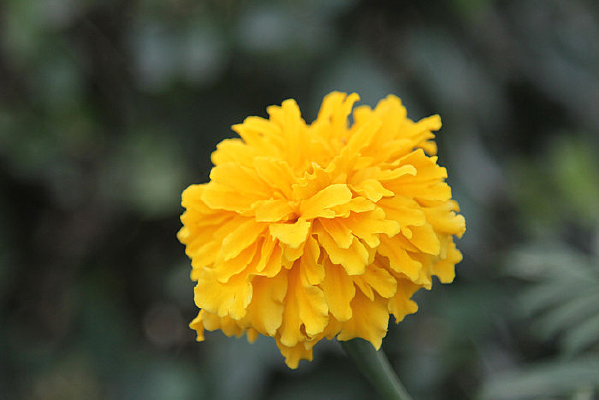 ���پջ���