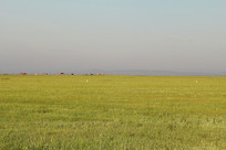 ��ԭ�ݳ����峿����