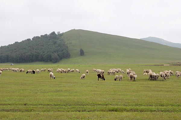 ��ԭ�ݳ�����Ⱥ