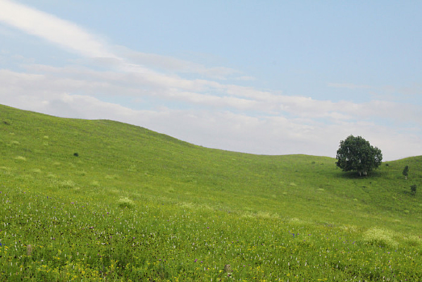 ��ԭ���µ�С��