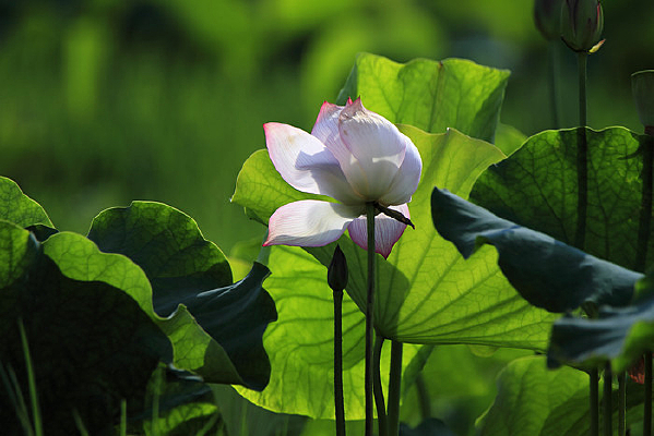 ��������ĺɻ� 