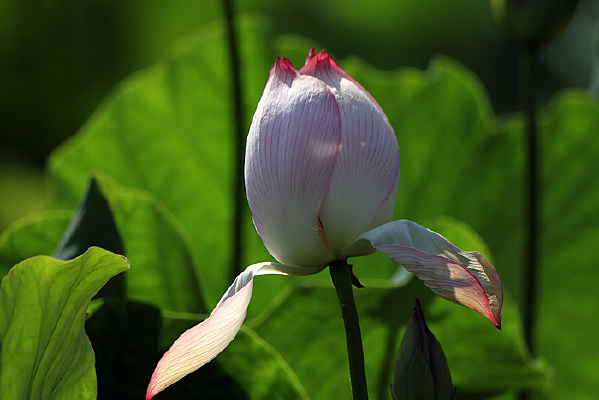 �ֻ������ĺɻ� 