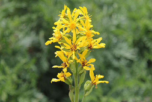 ��ɫ��Ұ����