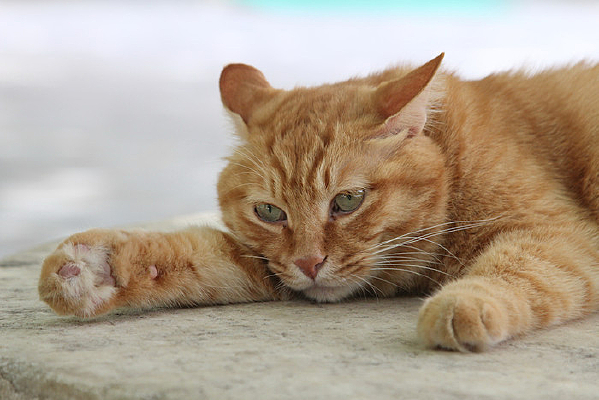 è������