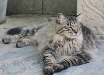 ��δ���Ĺ۸���