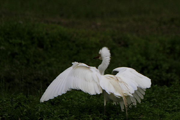 ��ë���������