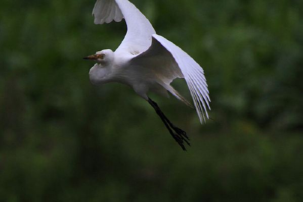 չ�ᷭ�ɵ����