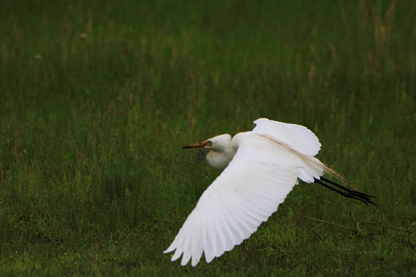 չ�ἲ�ɵ����