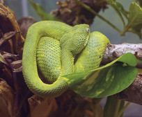 ˯