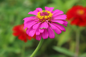 ��յ����ɫ����