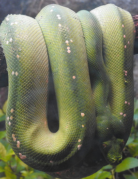 ŵ