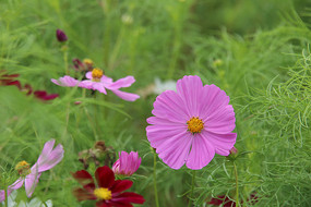 ɣ�񻨶�����