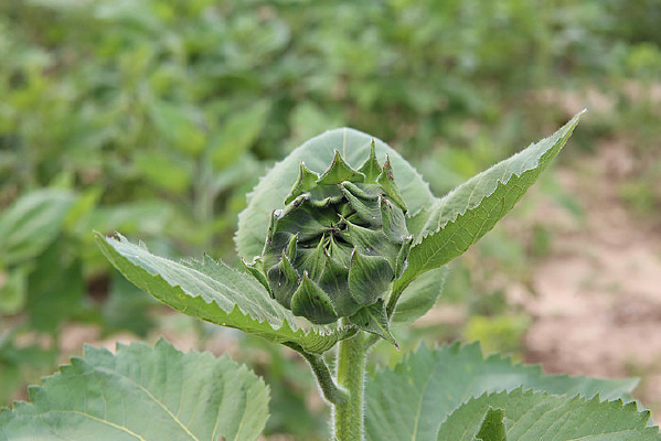 ������̫�������տ�