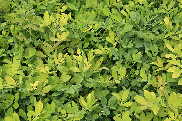 ����ֲ��