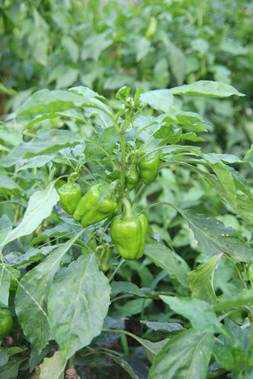 �ཷ������