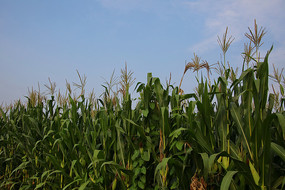 �����׸���ũ�ҵ�