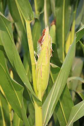 ����ũ����