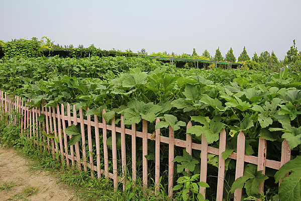 դ����Ĳ�԰���