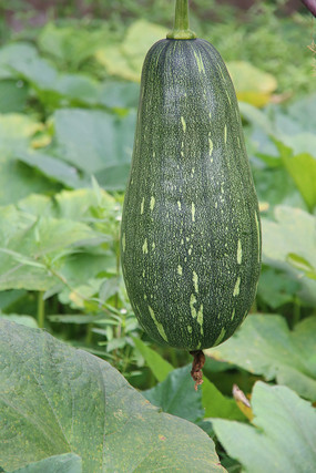 ��԰����Ϲ�