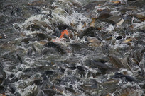 �������Ⱥ