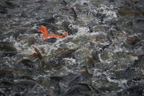 ����������Ⱥ