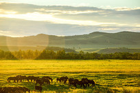 ��ʳ����