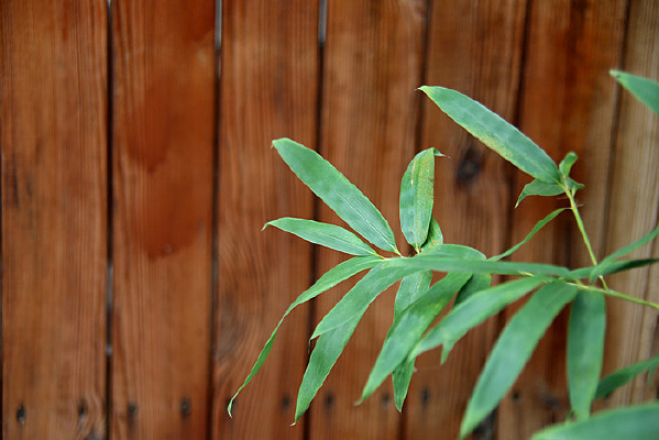 ľ���ǰ����Ҷ����