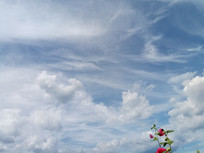 ������ϵ�����Ʋ�