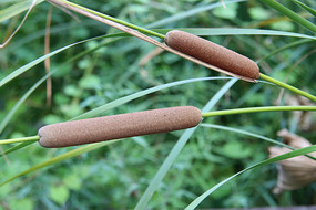 �������㳦һ������ֲ