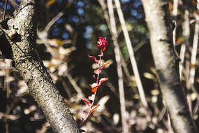 �������ϵĺ�Ҷ