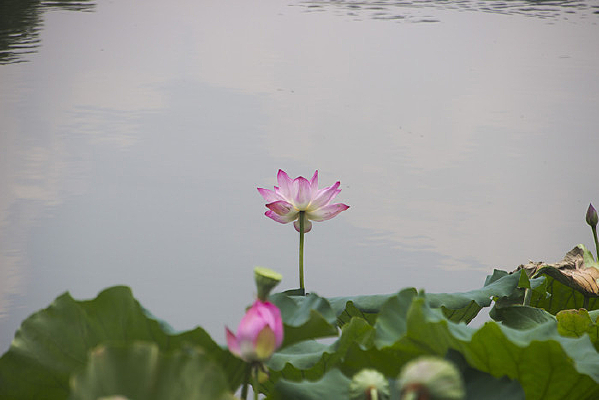 ���������Ⱦ�ĺɻ�