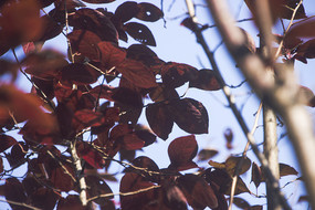 �ö��ɫҶ��