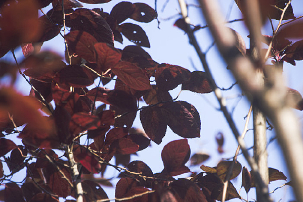 �ö��ɫҶ��