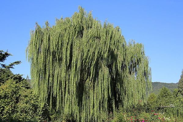 �޴������