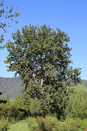 ֲ��԰�Ĵ���