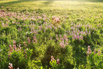 ��ԭ���� 