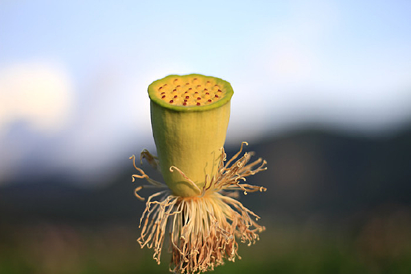 �����ѹ��ĺɻ�