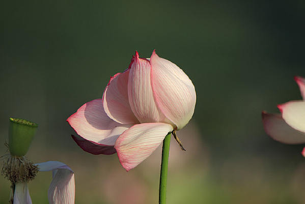 �������µĺɻ�