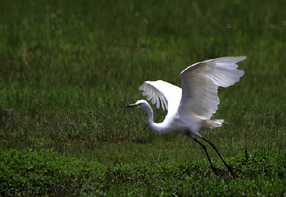 ݺ����������