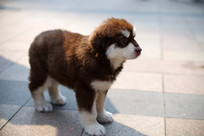 ����˹����Ȯ