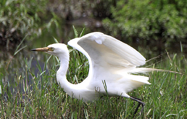 ݺ����������