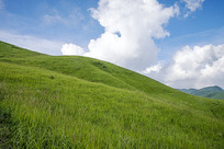 �����Ĳݺ� 