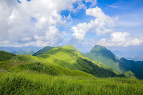 ���������Ĳݳ�