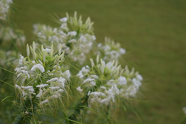 ��ɫ����