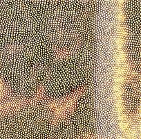 ���ɫƤ��ߵ�ͼ