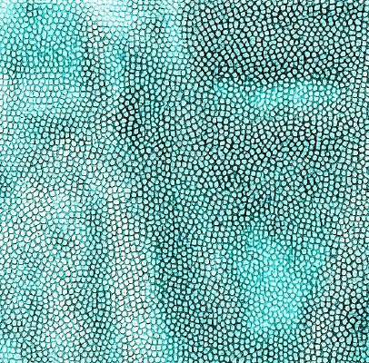 ����ɫƤ��ߵ�ͼ