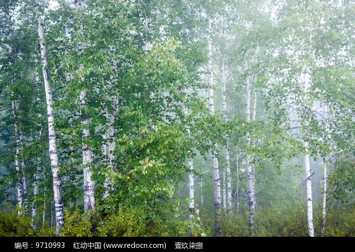 ������ͼƬ