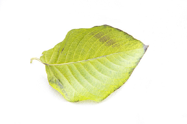 һƬ��Ҷ����